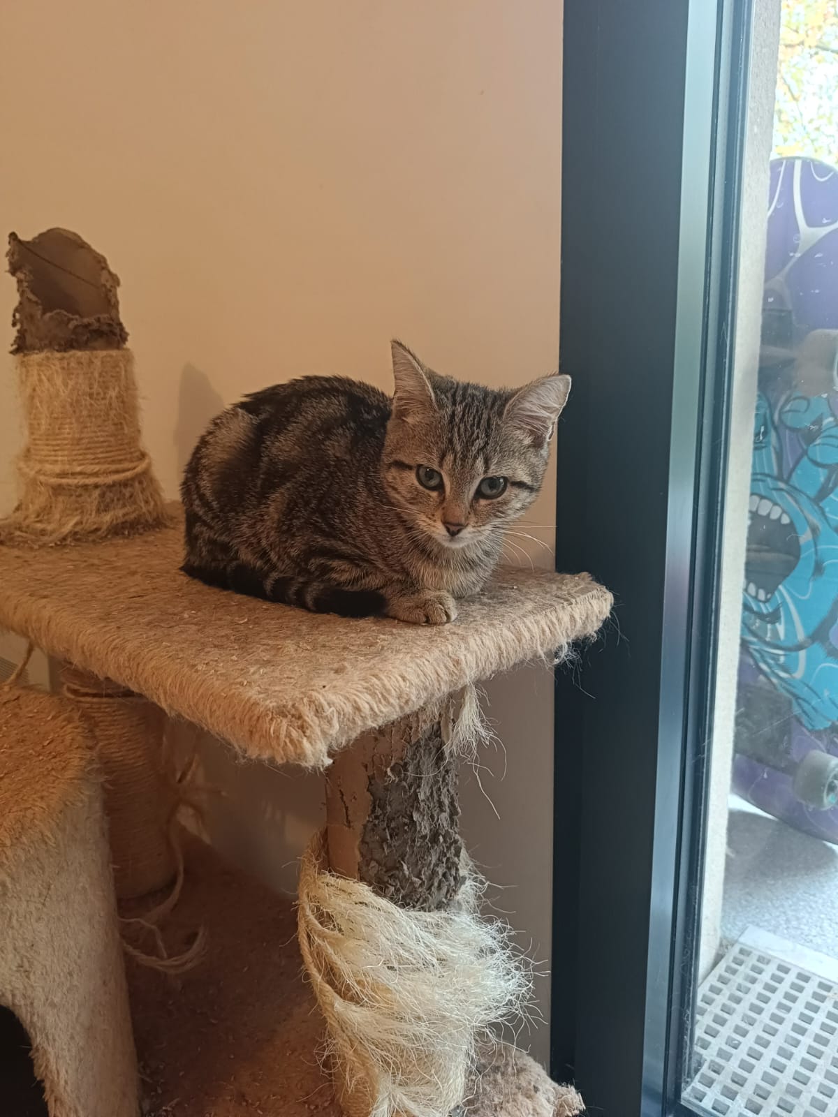 Un chaton tigré couché sur la plateforme d'un arbre à chat, près d'une grande baie vitrée.