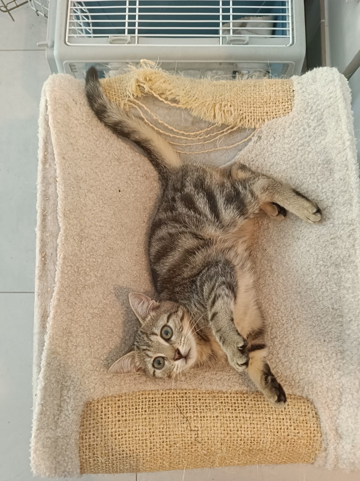 Un chaton tigré allongé sur le dos, qui regarde l'objectif, sur un coussin crème.