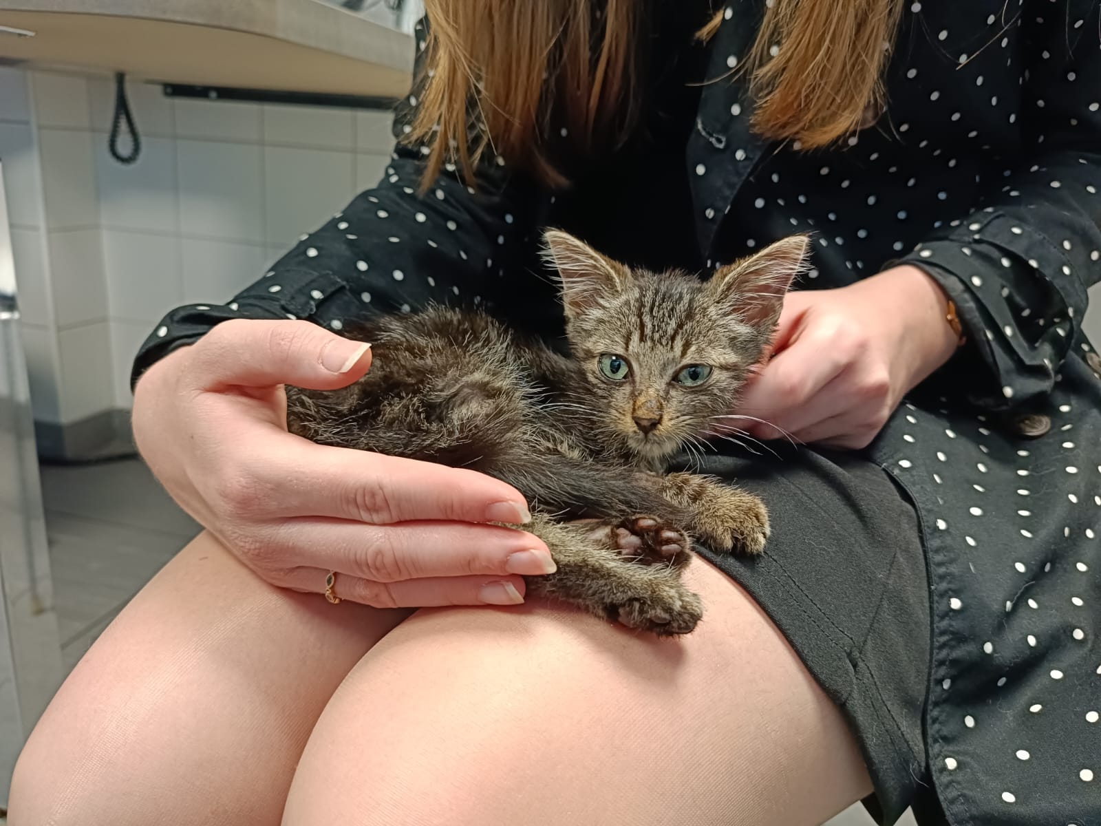 Un chaton tigré aux yeux clairs, tenu doucement dans les mains d'une personne assise.