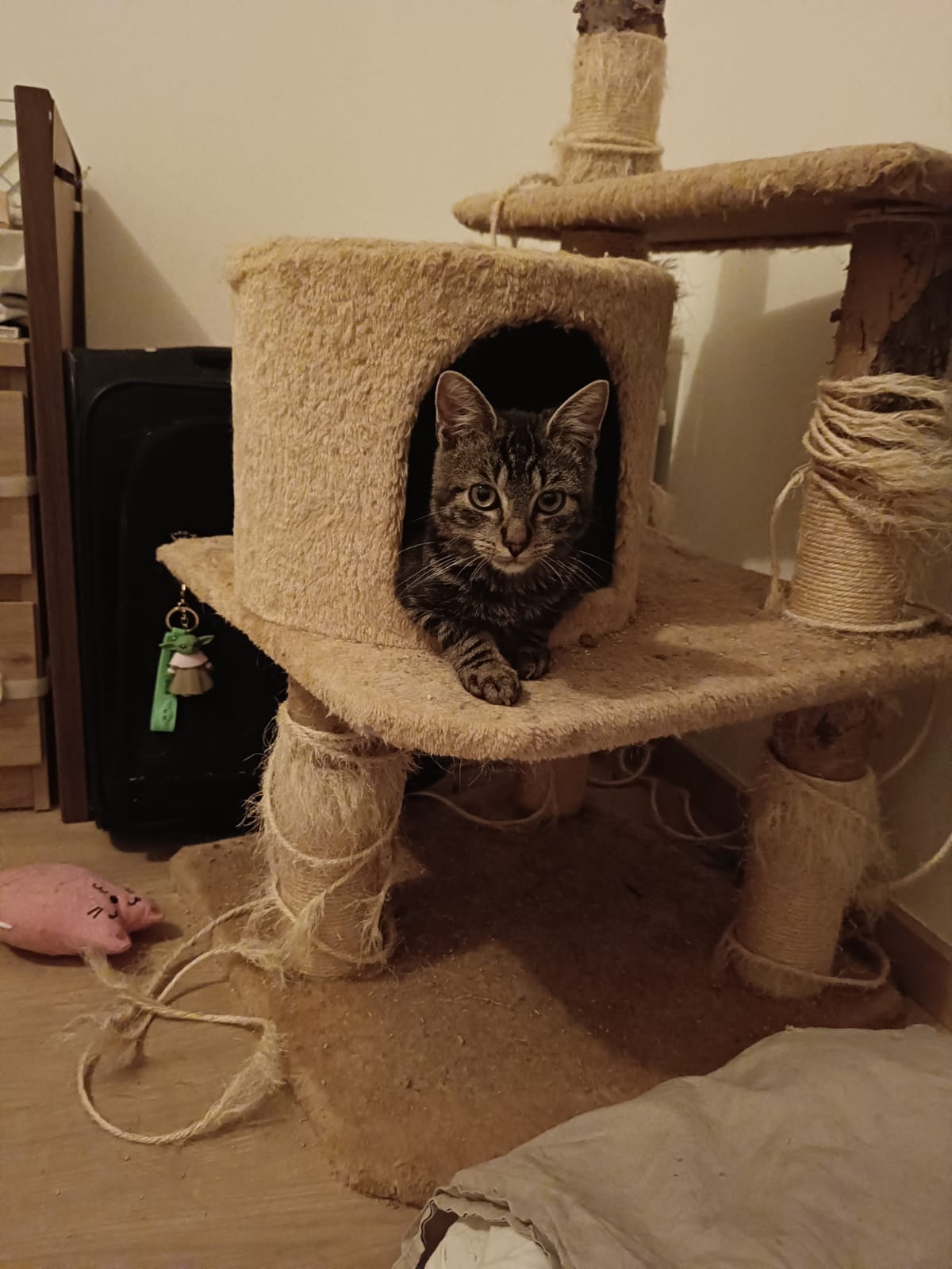 Un chaton tigré qui regarde par l'ouverture de sa niche, sur un arbre à chat.