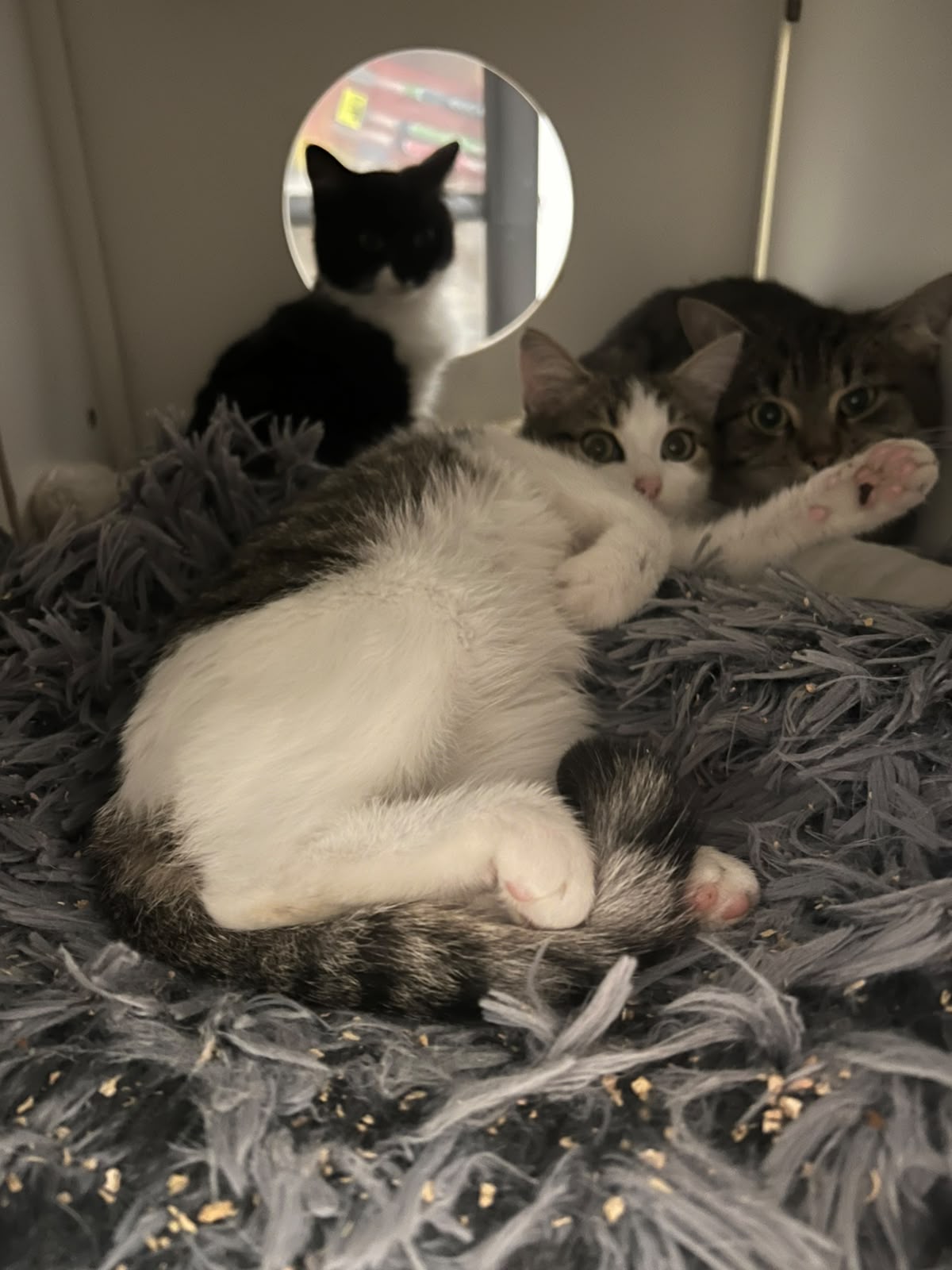 Trois chats dans leur panier&nbsp;: un chaton blanc et tigré allongé, la patte levée, un chat noir et blanc derrière une ouverture ronde, et un chat tigré.