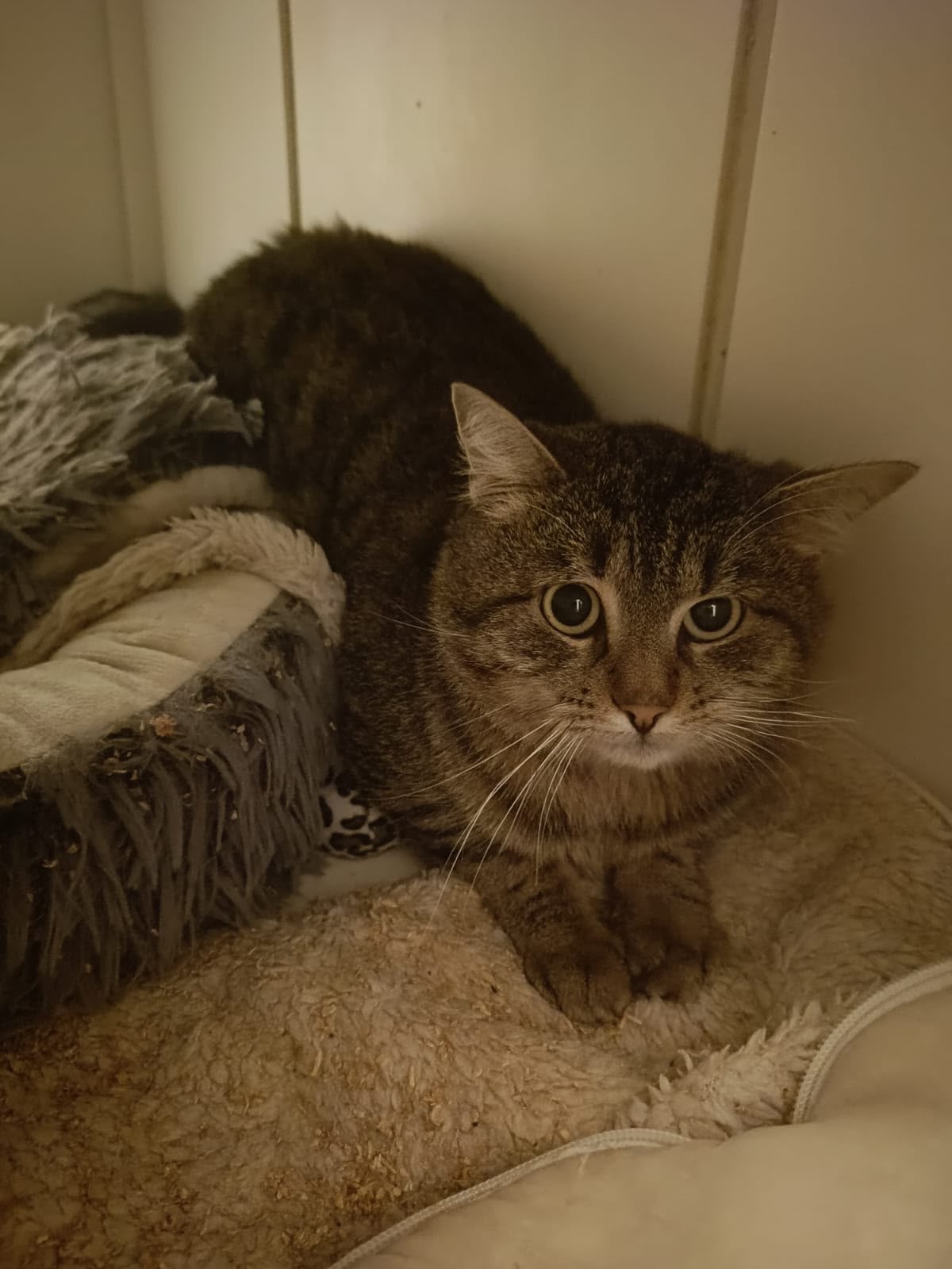 Un chat tigré aux grands yeux, couché sur un coussin blanc dans un coin de pièce.